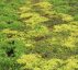 Green Roofing Solutions