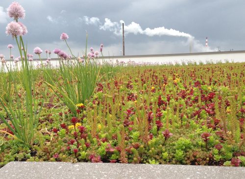 Belmont Wastewater Treatment Plant Green Roof