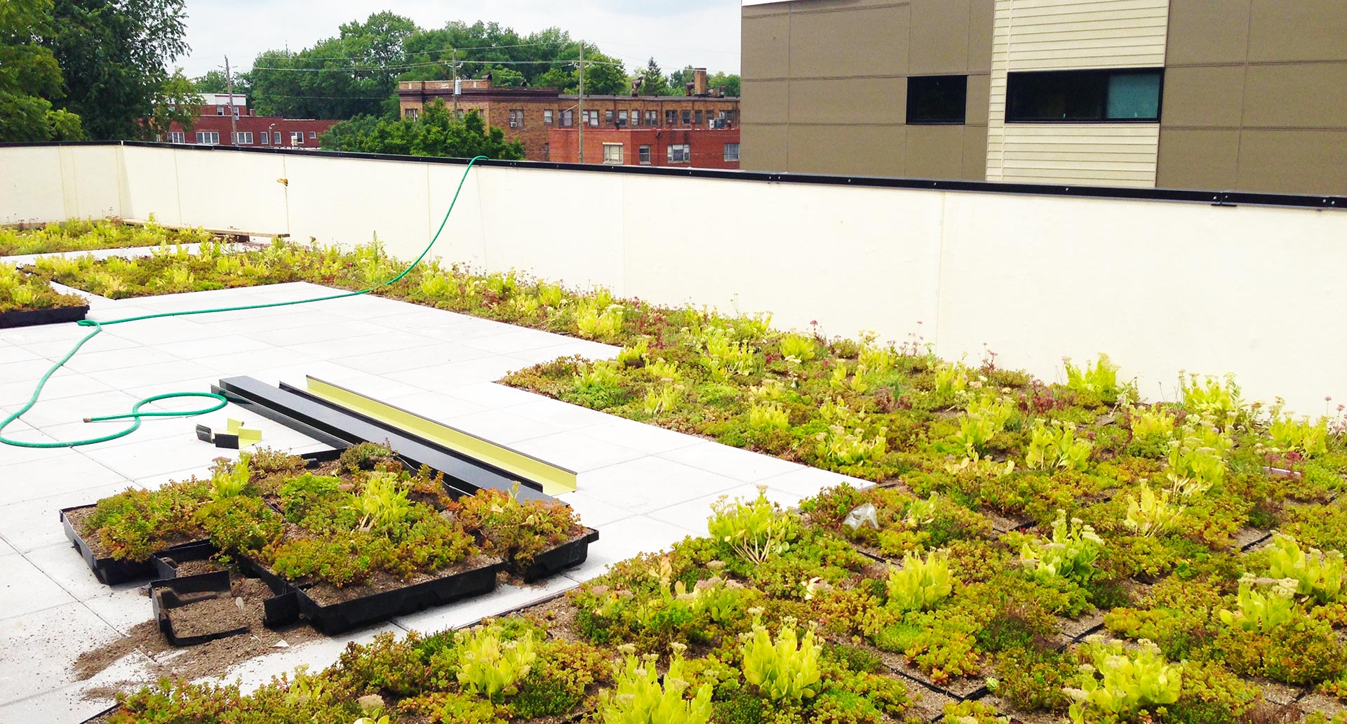 Planting a green roof